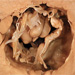 Tricuspid Valve